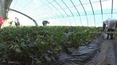 淫妻草莓园露出记，故意在其他人面前崛起屁股，假装走光的感觉其实心里很期待吧 #人前