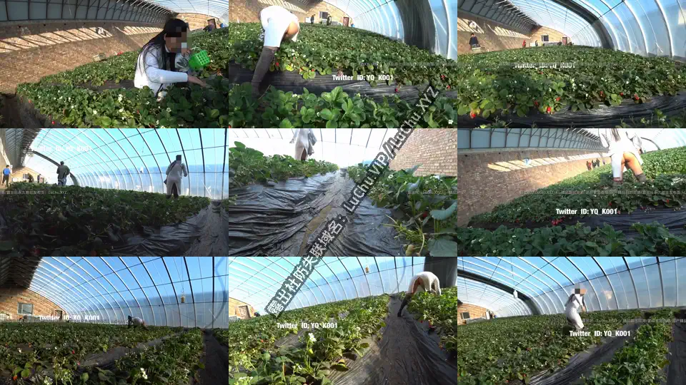 淫妻草莓园露出记，故意在其他人面前崛起屁股，假装走光的感觉其实心里很期待吧 #人前